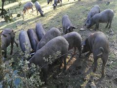 Puercos sueltos por el campo
