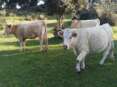 Ganado suelto por el campo