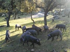 Puercos comiendo en la naturaleza
